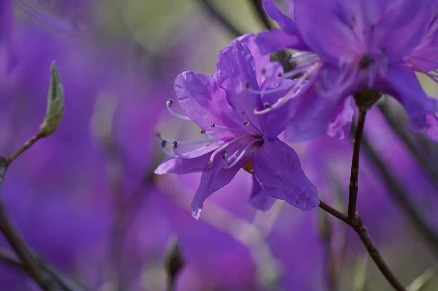 фиолетовые цветы, цветы, Цветущая, природа, цветение, макрос, весна, растения, ботаника, крупный план, цветок