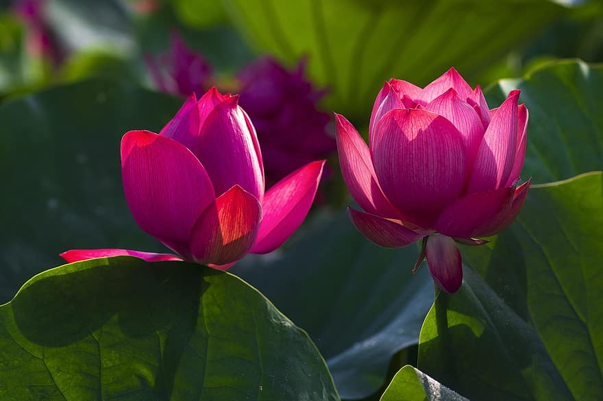 Lotus, Blumen, Lotusblumen, pinke Blumen, Blütenblätter, rosa Blütenblätter, blühen, Wasserpflanzen, Flora, Blatt, Pflanze