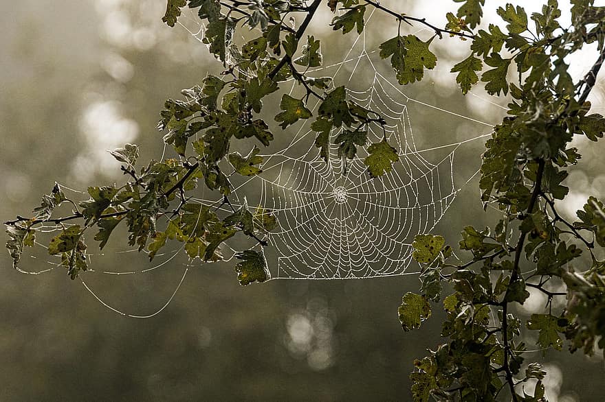 spinneweb, boom, web, takken, bladeren, spinnenweb, gebladerte, buitenshuis, natuur, Morgentau