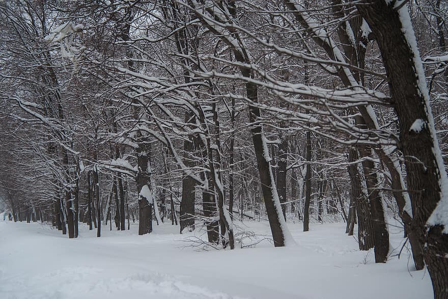 snö, vinter-, träd, snödriva, skog, trän, kall, frost, natur, snowscape, landskap