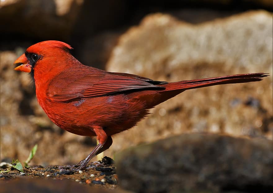 uccello, uccello rosso, cardinale, uccello canoro, natura, settentrionale, maschio, ritratto