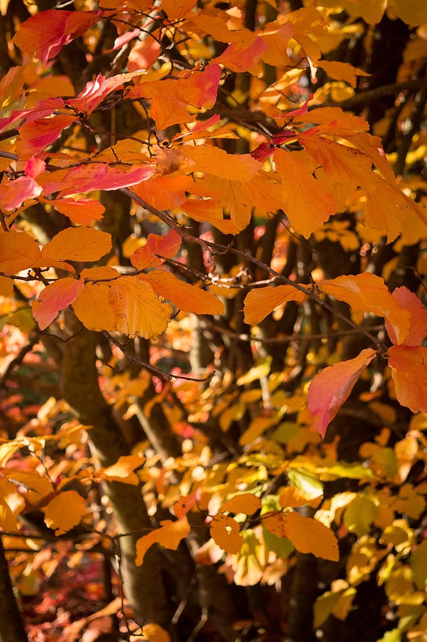 Daun-daun, dedaunan, pohon, cabang, musim gugur, daun, kuning, musim, multi-warna, warna cerah, hutan