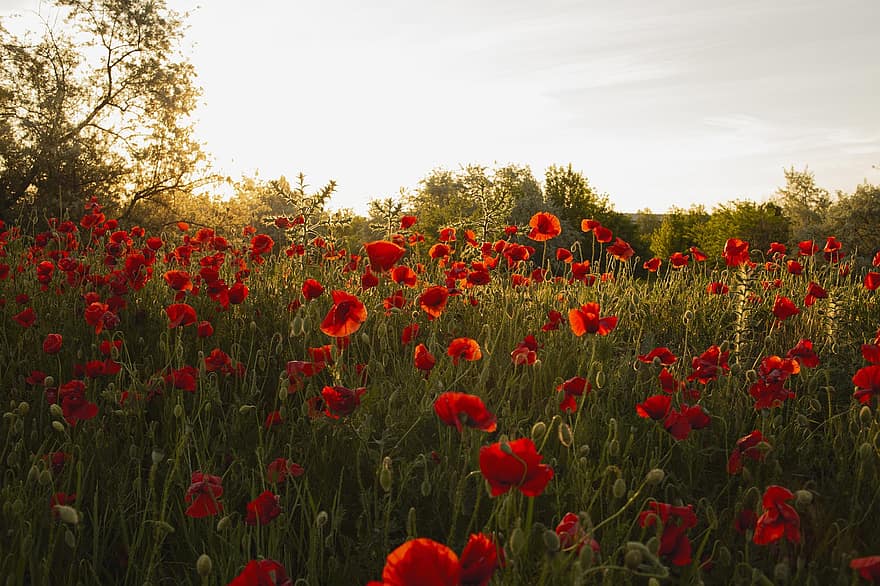 coquelicots, coquelicots rouges, fleurs rouges, Prairie, le coucher du soleil, la nature, paysage, fleurs, flore, été, fleur