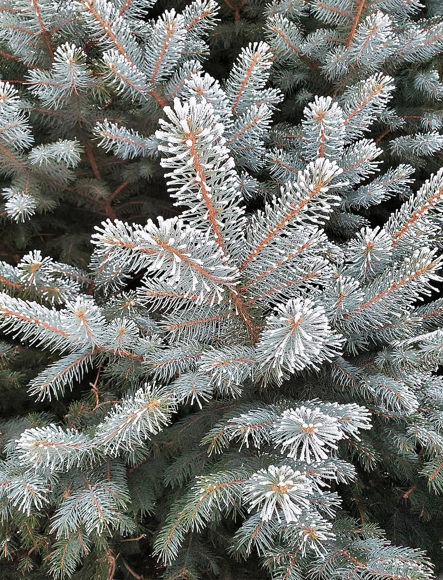 Pine, Tree, Frost, Branches, Needles, Frozen, Ice, Snow, Cold, Winter, Spruce