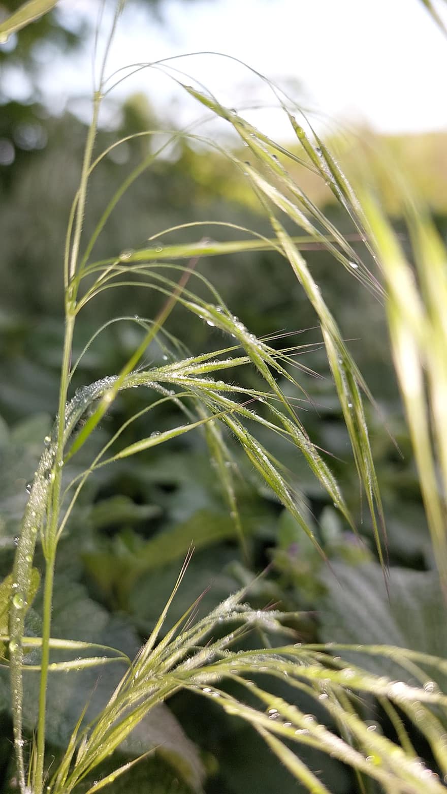 Dewdrops, Reeds, Grass, Morning, Field, Spikelets
