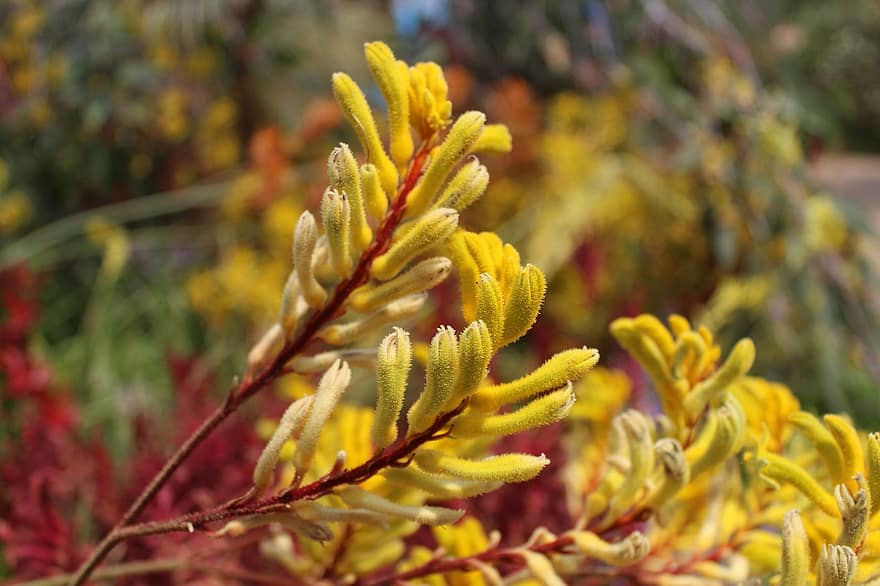 kenguru poter, blomster, anlegg, anigozanthos, gule blomster, knopper, natur