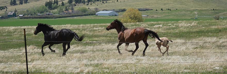 cavalli, paddock, Montana, natura, pascolo, cavallo, azienda agricola, scena rurale, prato, erba, stallone