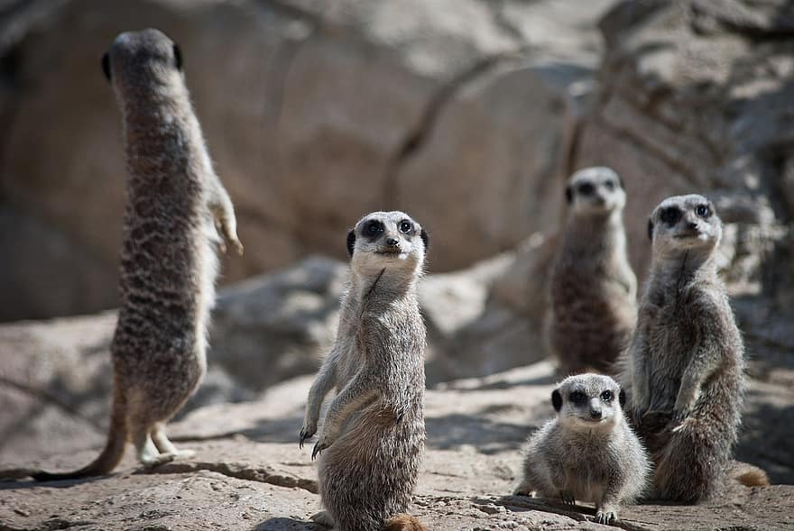 meerkats, οικογένεια, suricate, μαγκούστα, θηλαστικά, των ζώων, περίεργος, ζωικού κόσμου, άγρια ​​ζωή, άγριος, άγρια ​​ζώα