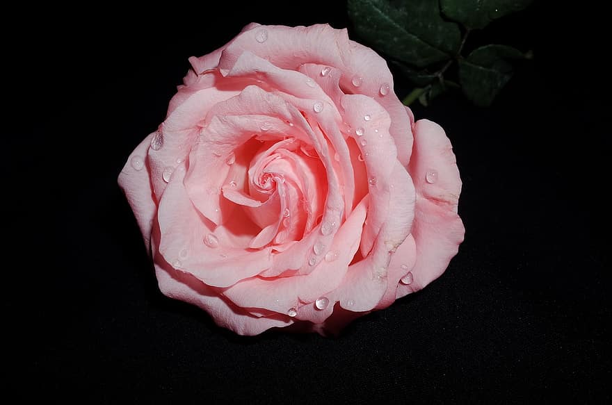flor, Rosa, gotitas de agua, flora, pétalo, de cerca, cabeza de flor, una sola flor, planta, romance, hoja