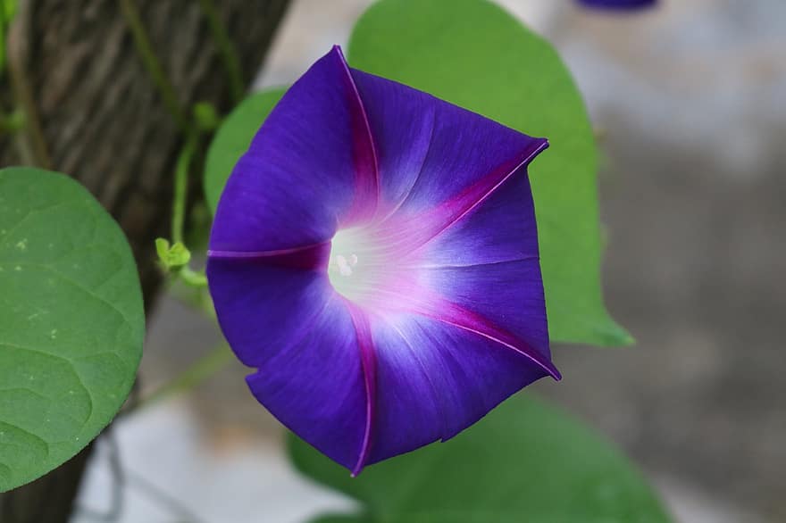 朝顔、花、紫色の花、花びら、紫色の花びら、咲く、フローラ、工場、自然