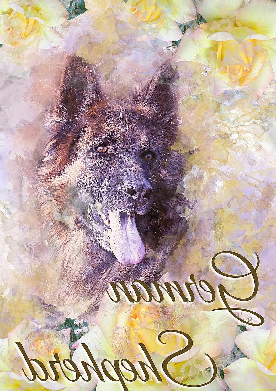 Dog, German Sheppard, Pet, Canine, Animal, Nature, Portrait, Friend, Furry, Breed, Domestic