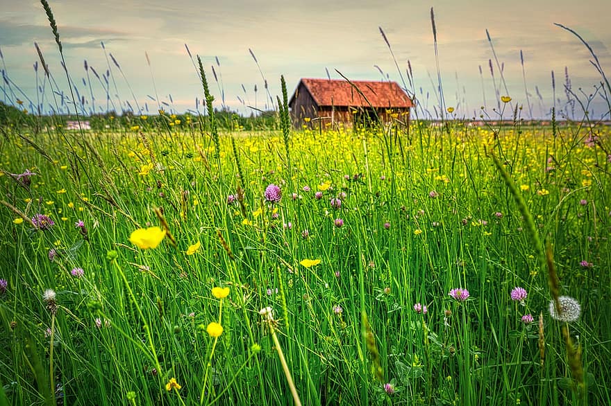 đồng cỏ hoa, hoa nở, túp lều, nhà kho, gàu, những ngọn cỏ, cỏ, đồng cỏ, mùa hè, màu xanh lục, cảnh nông thôn