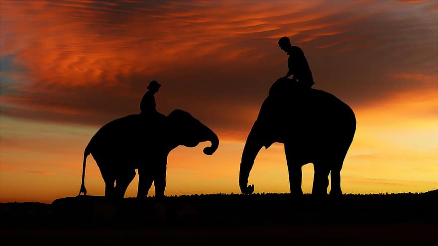 apus de soare, Asia, elefanți, conducător de elefanţi, natură, călătorie, cer, peisaj, vacanţă