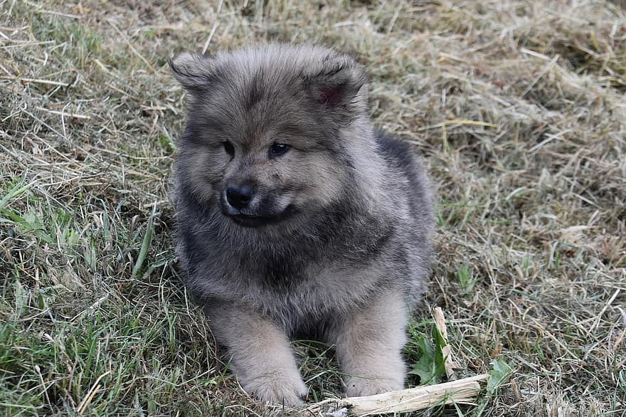 Puppy, Pup, Cute, Dog, Eurasier, Adorable, Doggy, Puppy On The Grass