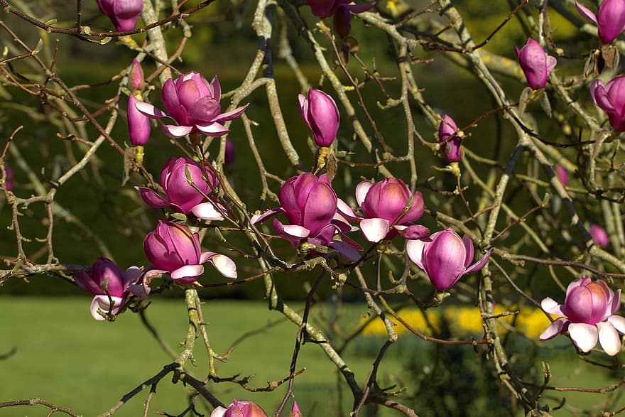 blommor, magnolia liliiflora, vår, grenar, natur, blomma, rosa, träd, botanik, växt, närbild