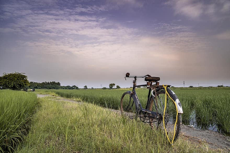 自転車、田舎、農村、日の出、風景、日没、自然、ファーム、畑、牧草地、草