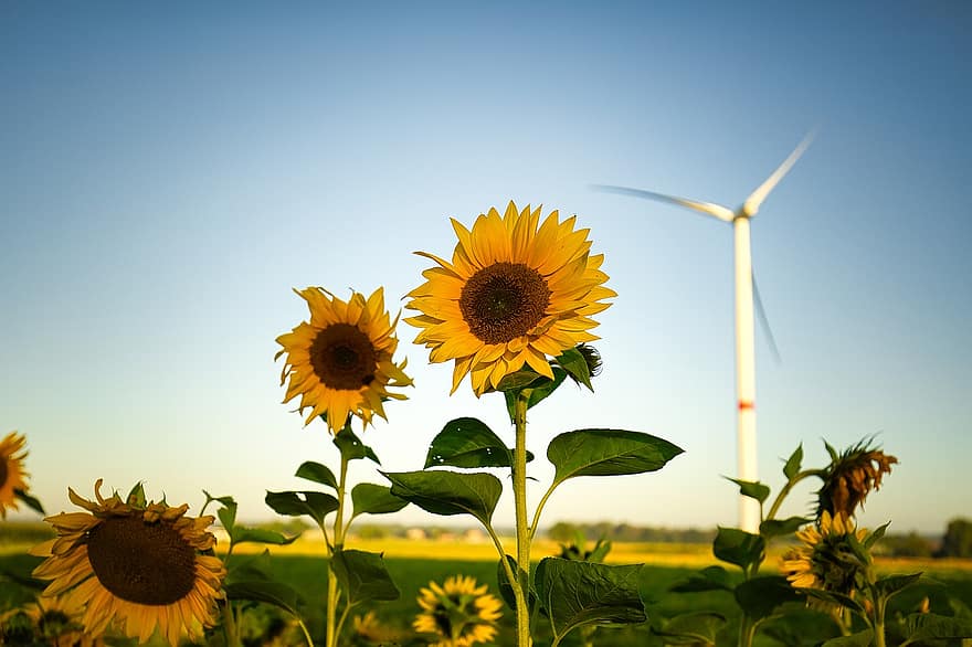 Sonnenblumen, Windmühle, Windenergie, Umgebung, Landschaft