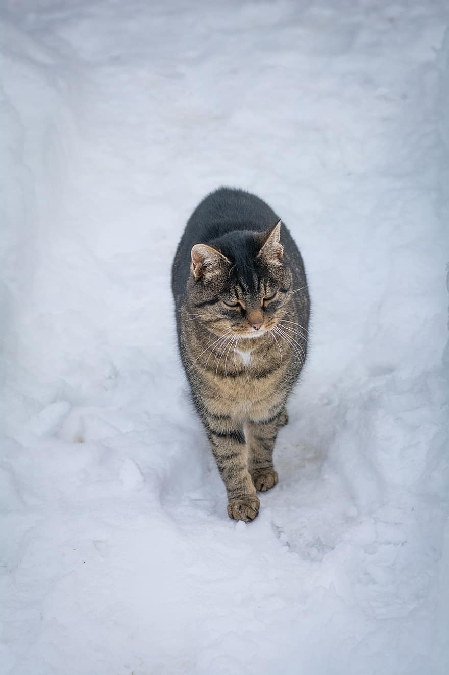 kucing, membelai, licik, hewan, musim dingin, salju, bulu, lokal, kucing rumahan, potret kucing, binatang dalam negeri