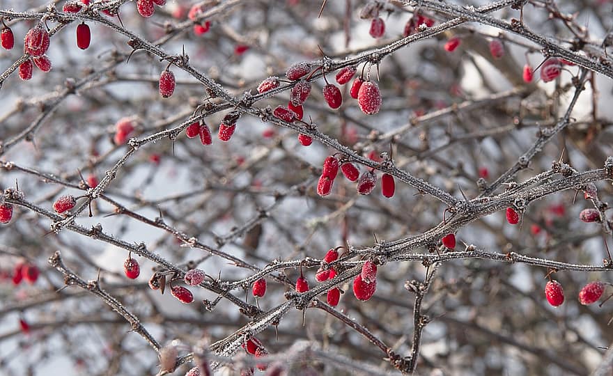 Barberry, Branches, Frost, Berries, Red Berries, Fruits, Snow, Frozen, Ice, Winter, Cold
