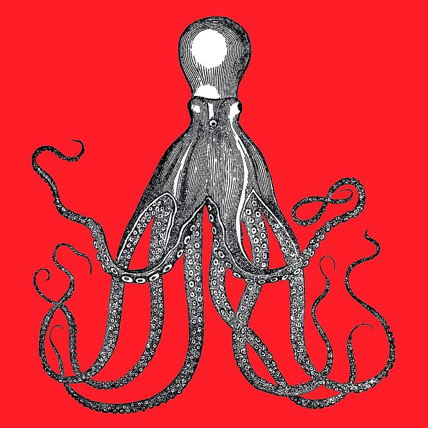 vintage, retro, gràfic, pop, calamar, tentacles, Vintage vermell