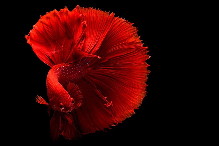 fargepopp, fisk, hale, rød, rød fisk, svømme, svømme~~POS=TRUNC, mørk