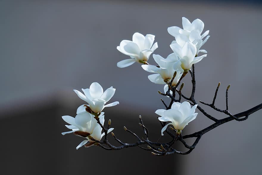 bloem, magnolia, boom, lente bloemen, witte magnolia, lente landschap, detailopname, fabriek, blad, tak, bloemblad