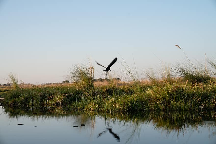vogel, vliegend, rivier-, bank, grassen, okavango delta, reflectie, dier, dieren in het wild, water, natuur