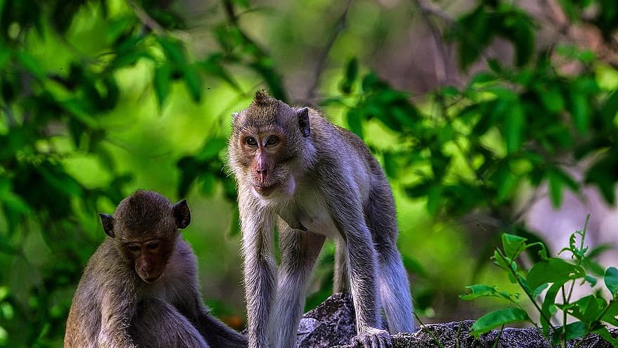 mico, primat, animal, mamífer, vida salvatge, naturalesa, animals a la natura, pluja tropical, bosc, bonic, macaque