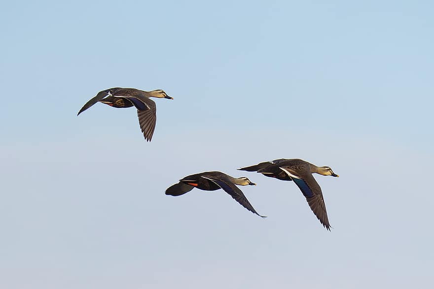 Mallard Ducks, Migratory Birds, Flight, Waterfowl, Birds, Flying Birds, Flying Ducks, Sky, Ave, Avian, Ornithology
