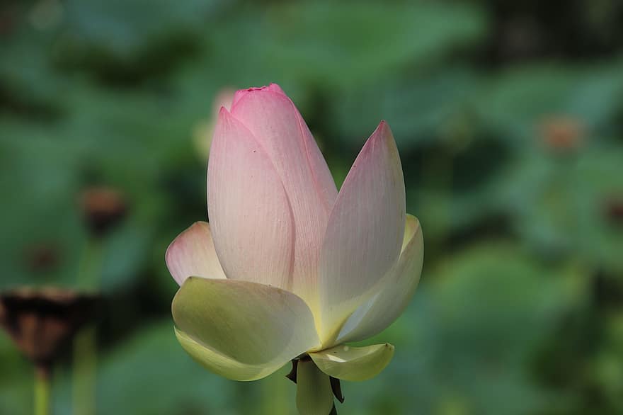 Lotus, Blume, Pflanze, pinke Blume, Seerose, Wasserpflanze, Flora, Blühen, blühend, Teich, Natur