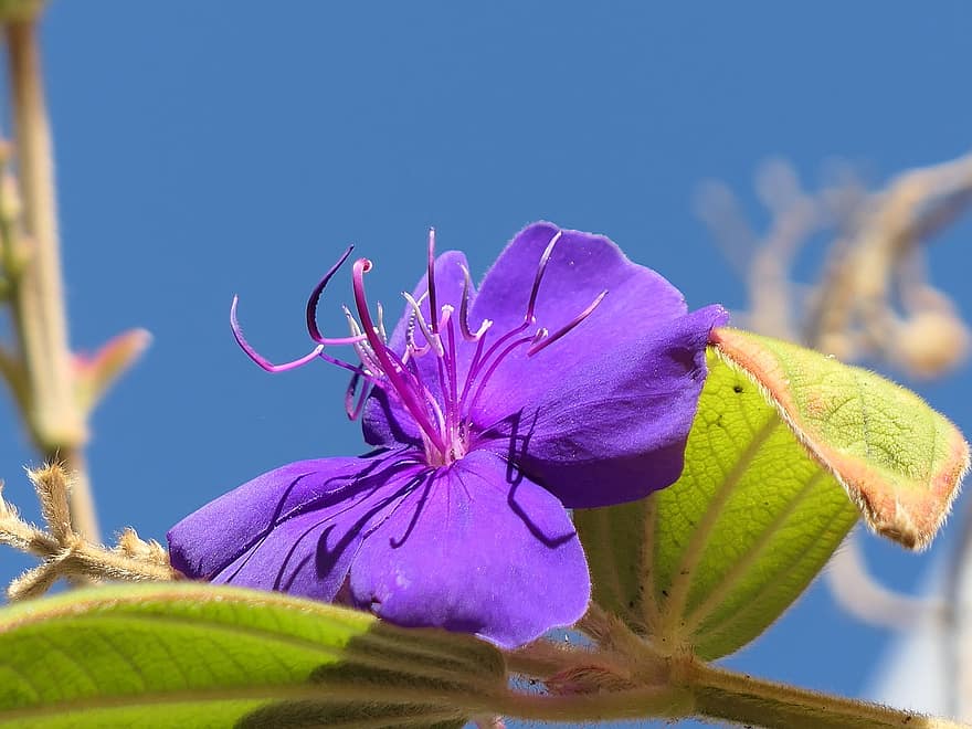 цветок, фиолетовый цветок, лепестки, фиолетовые лепестки, цветение, цвести, Флора, завод, крупный план, лист, летом