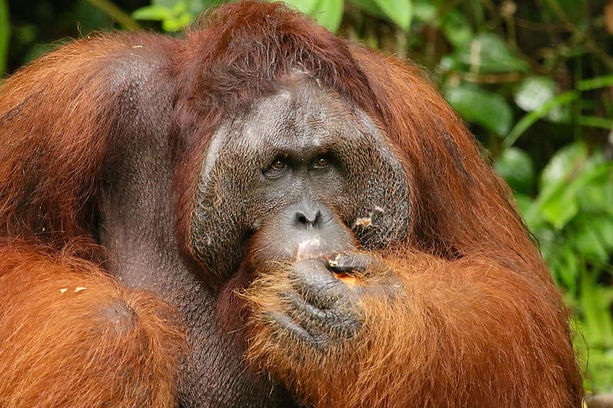 zwierzę, orangutan, ssak, małpa, gatunki, fauna, dzikiej przyrody, prymas, zwierzęta na wolności, zagrożone gatunki, Tropikalne lasy deszczowe