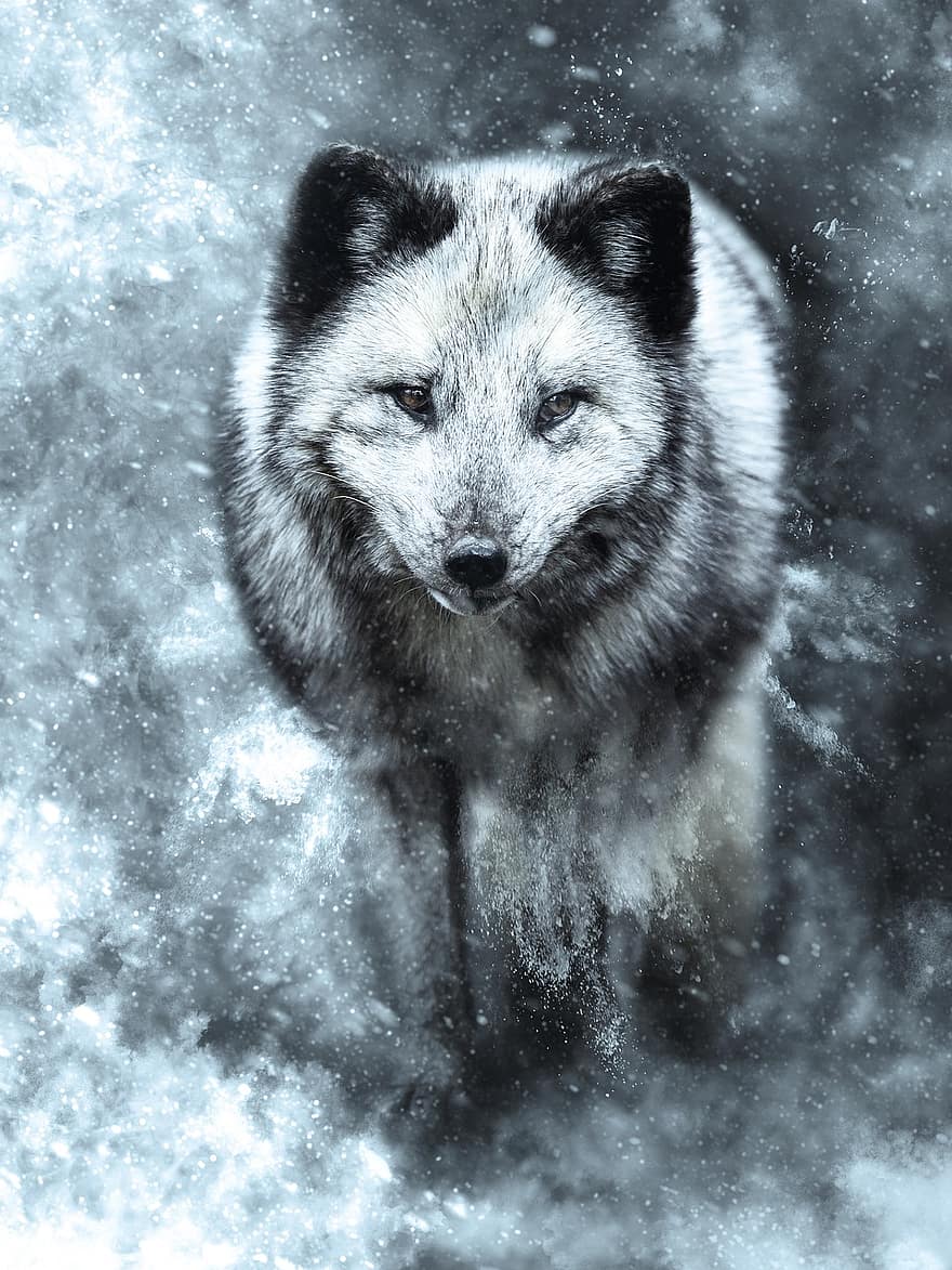 ζώο, αρκτική αλεπού, άγρια ​​ζωή, αλεπού, πολική αλεπού, Ελβετία, χιονοθύελλα