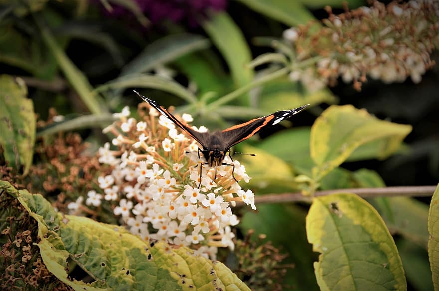 mariposa almirante roja, arbusto de mariposa, polinización, las flores, mariposa, naturaleza, flora, fauna, de cerca, insecto, flor