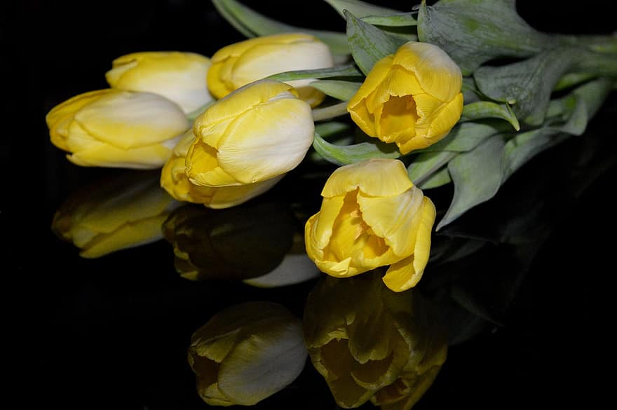 tulip, bunga, bunga kuning, burung unta, refleksi, tulip kuning, mekar, berkembang, musim semi, bundel, kuning