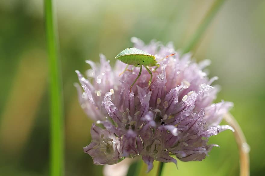 Chives, Blossom, Bloom, Purple, Bug, Insect, Green