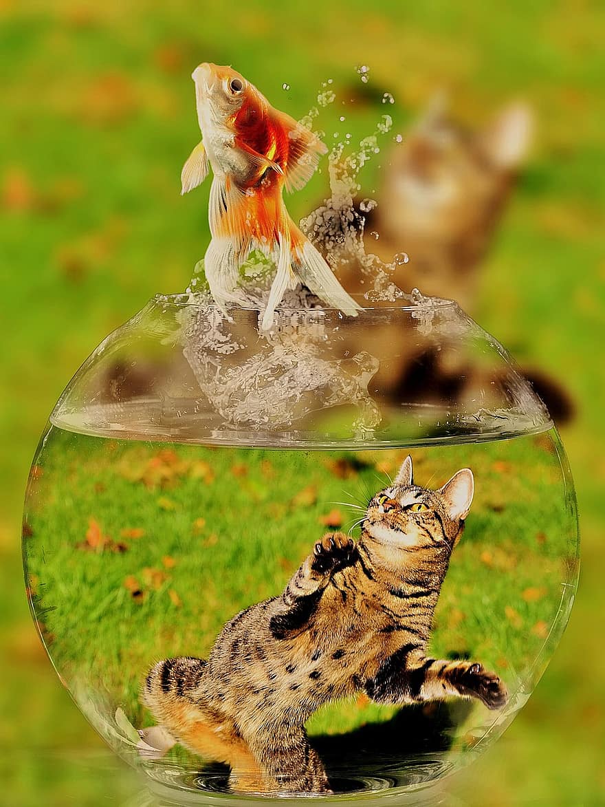 котка, лице, златна рибка, стъкло, наблизо, изглед, очи, портрет, животински свят, животно, лице на котка