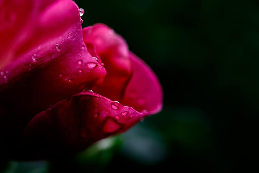 Rosa, Rosa roja, flor, flor roja, planta, flora, floración, pétalos, agua, mojado, gotitas