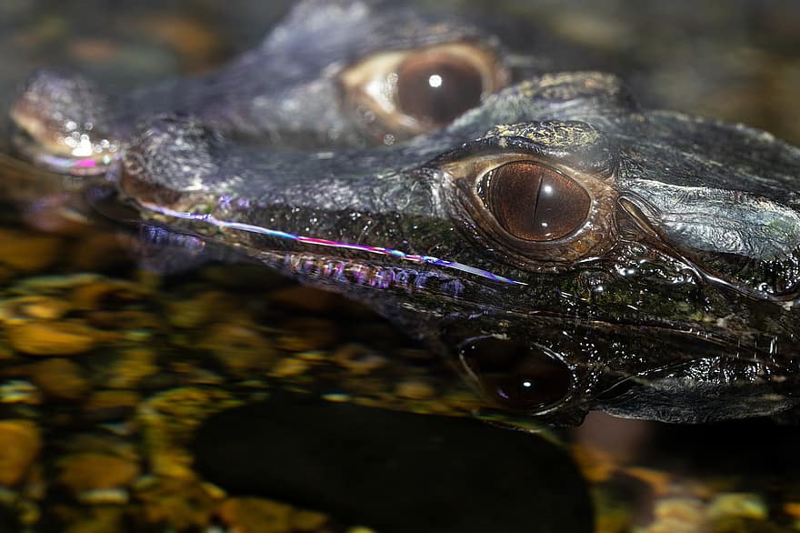 reptil, øyne, krokodille, arter, nærbilde, dyr øye, dyr i naturen, under vann, fisk, dykking, grønn farge