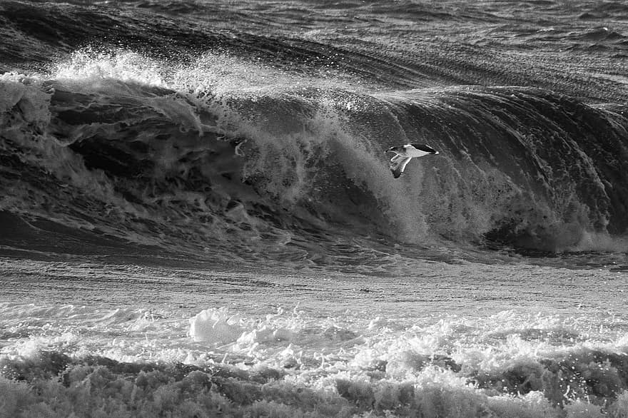 Ocean, Wave, Bird, Seagull, Flight, Storm, Water, Wildlife, surfing, surf, surfboard