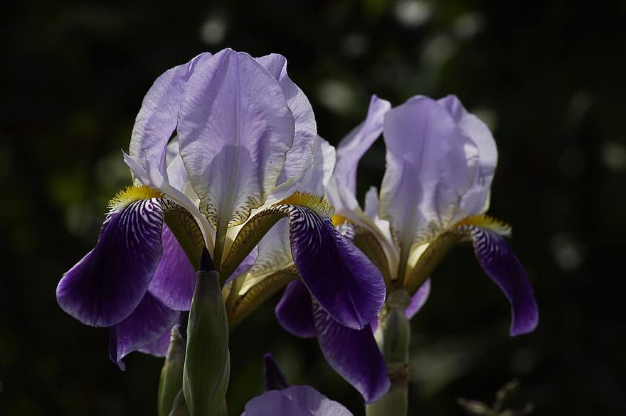 Zwaardlelies, baard iris, bloemen, paarse iris, paarse bloemen, bloeien, bloesems, bloem, detailopname, fabriek, bloemblad