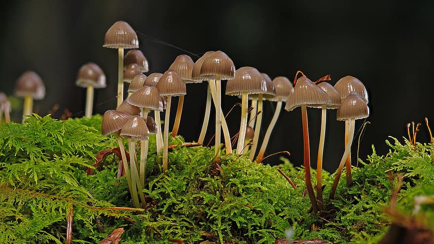 cogumelos, musgo, outono, fungo de disco, cogumelo