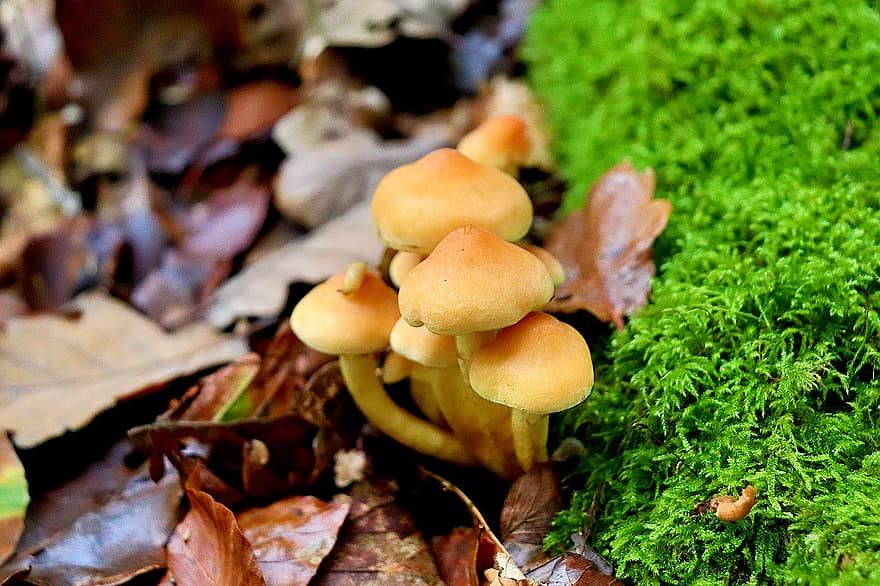 funghi, piante, fungo velenoso, micologia, foresta, muschio, le foglie, selvaggio