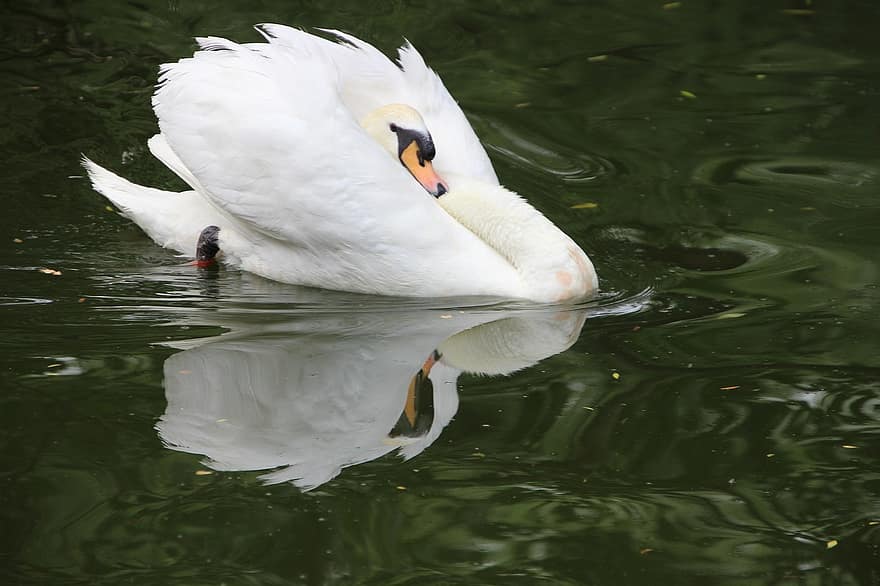 白鳥、鳥、水鳥、水生鳥、動物、水、水の反射、池、湖、水泳、北京
