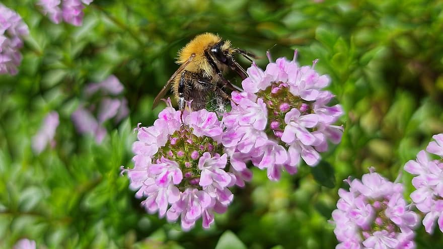 бджола, квіти, запилюють, запилення, фіолетові квіти, перетинчастокрилі, тваринний світ, флора, фауна, цвітіння, природи