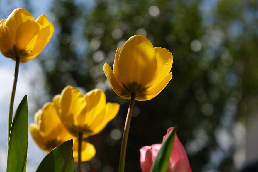 チューリップ、黄色いチューリップ、黄色い花、フラワーズ、自然、花、黄、夏、工場、春、花弁