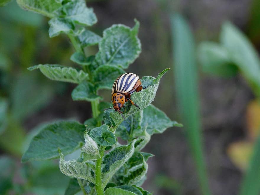 escarabajo, planta de papa, Huerta, naturaleza, insecto, de cerca, hoja, planta, color verde, macro, verano