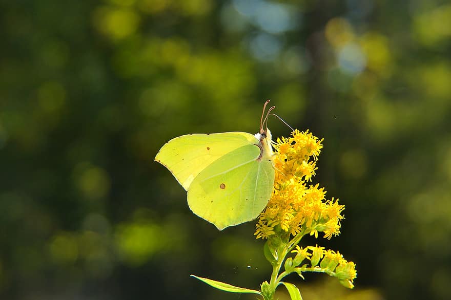 तितली, सेचन, तितली के पंख, परागन, हरा तितली, पीले फूल, फूलना, फूल का खिलना, खिलना, वनस्पति, Lepidoptera