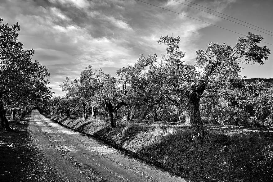 grusväg, väg, träd, landsväg, lantlig, landsbygden, Via Delle Tavarnuzze, florens, tuscany, chianti, Italien