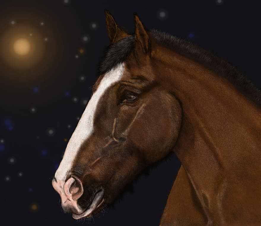 cavalo, retrato, pintura digital